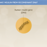 Biotech & Human Insulin